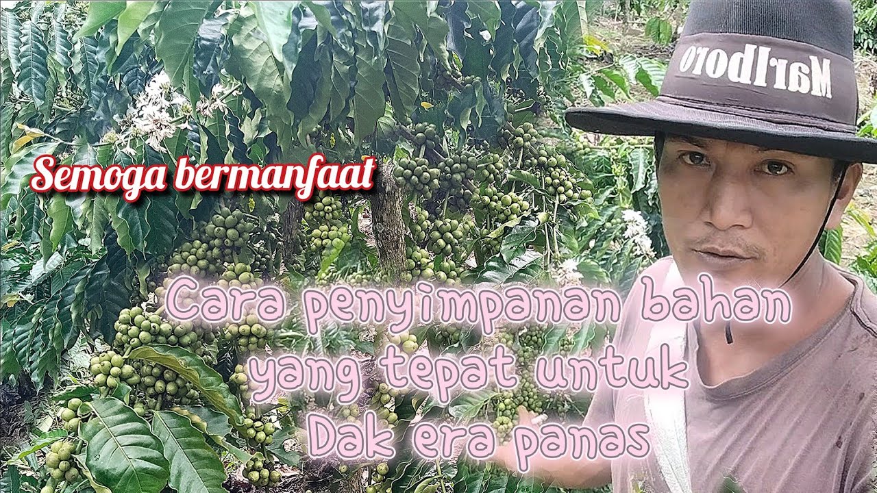 Cara tepat penyimpanan bahan || kelebihan klon mekar sari