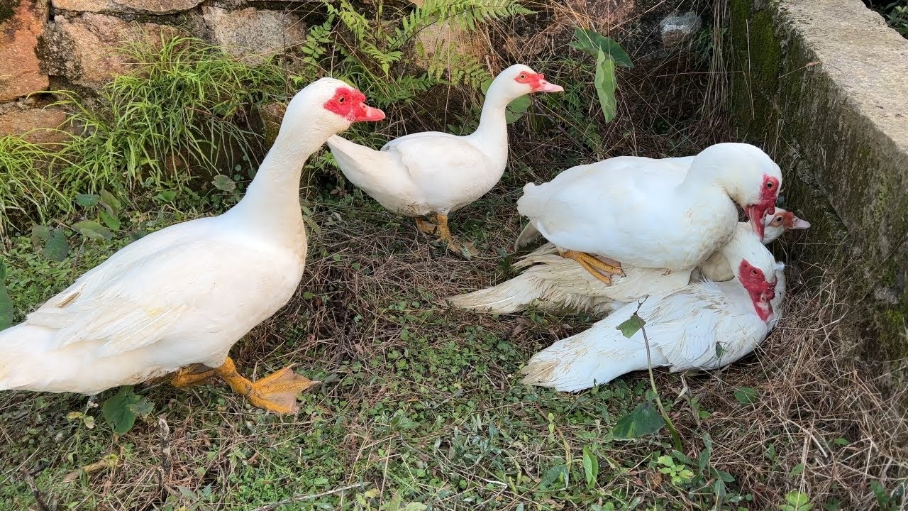 Пять мускусных уток в одном месте🦆❤️🦆😂😂