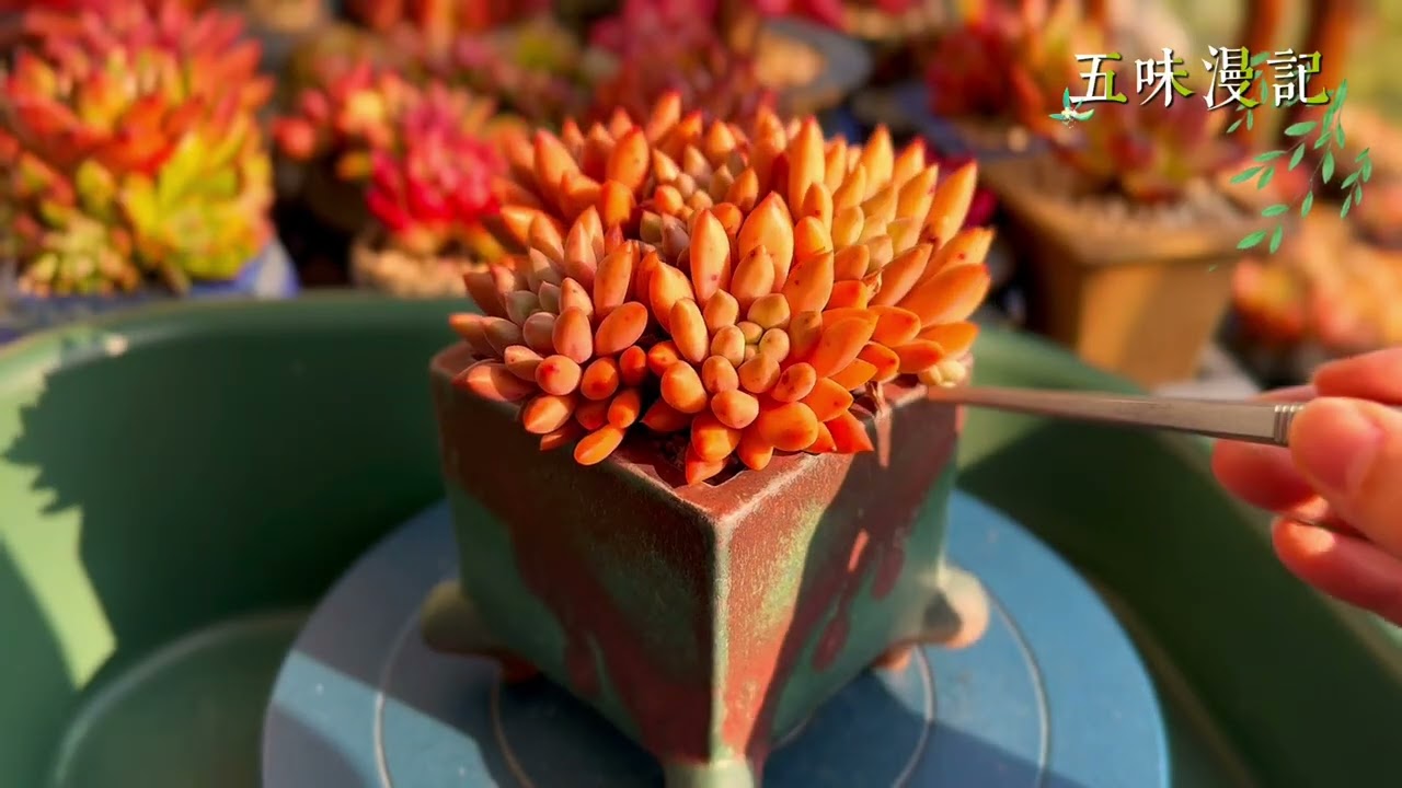 近距离欣赏美人系多肉：两盆水晶球各有千秋，一盆饱满丰盛，一盆造型妖娆｜多肉植物