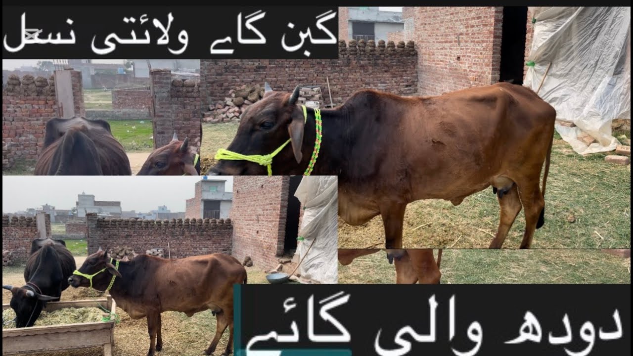Adil chohan گبن گائے ماشللہ 🐄🐄🐮🐂Adil chohan