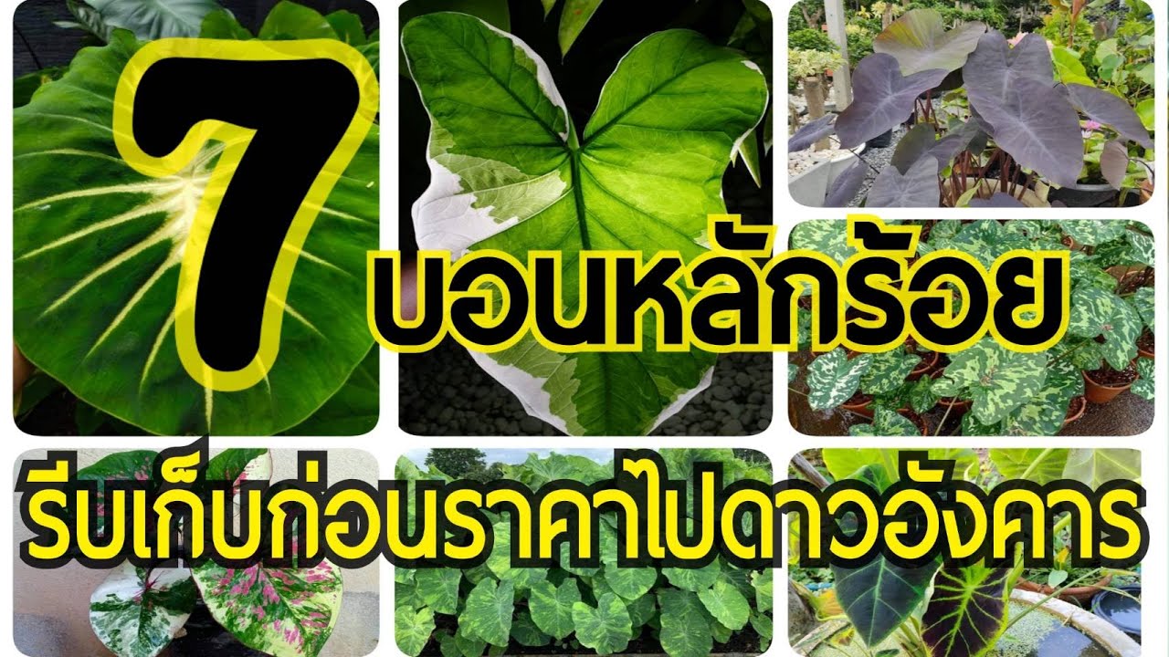 7 บอน ราคาหลักร้อยที่น่าสะสม ก่อนราคาไปดาวอังคาร : หลงไม้ใบ EP.69