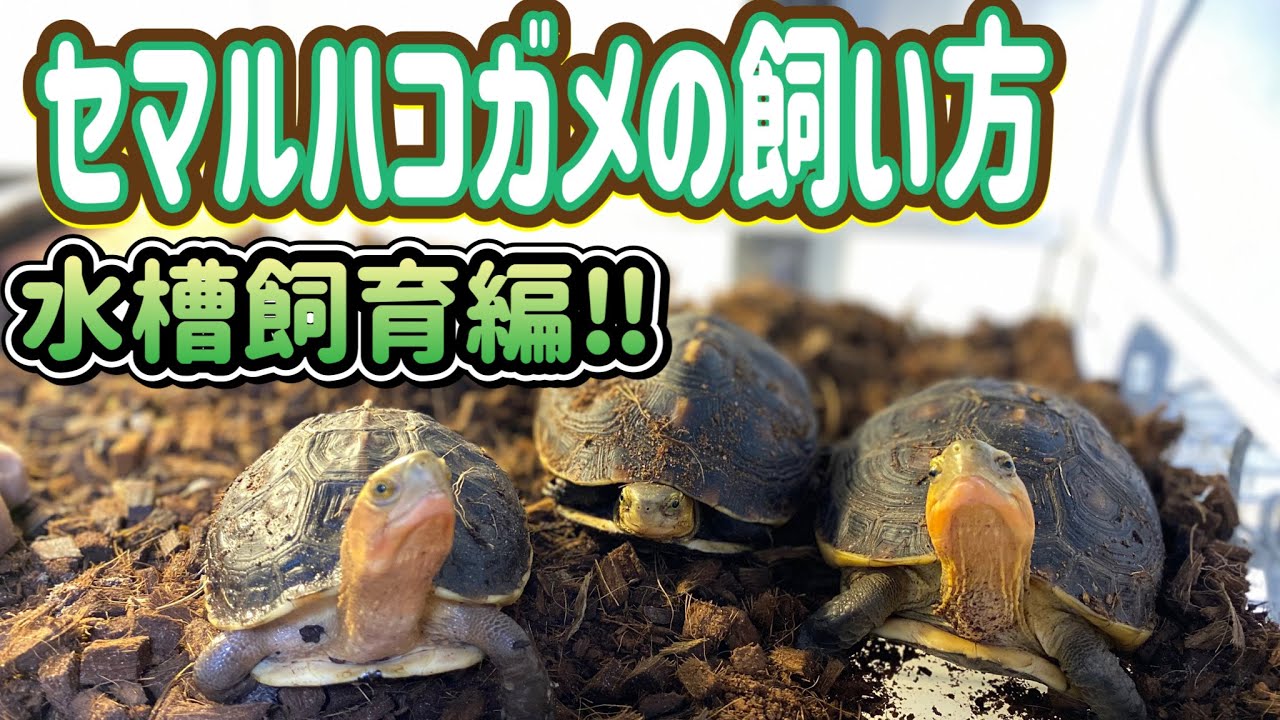 セマルハコガメ飼い方‼︎★水槽飼育編★【ヤングアダルトトリオ♂♀♀のご紹介】