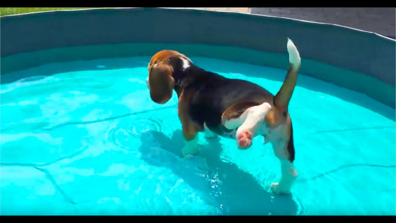 8 Weeks Old Beagle Puppy Falls in Water for the first time!