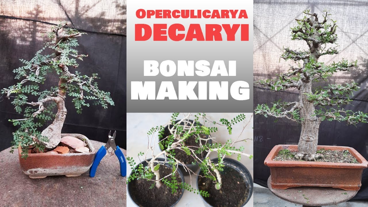 Growing the Elephant Tree (Operculicarya decaryi) | Bonsai ideas