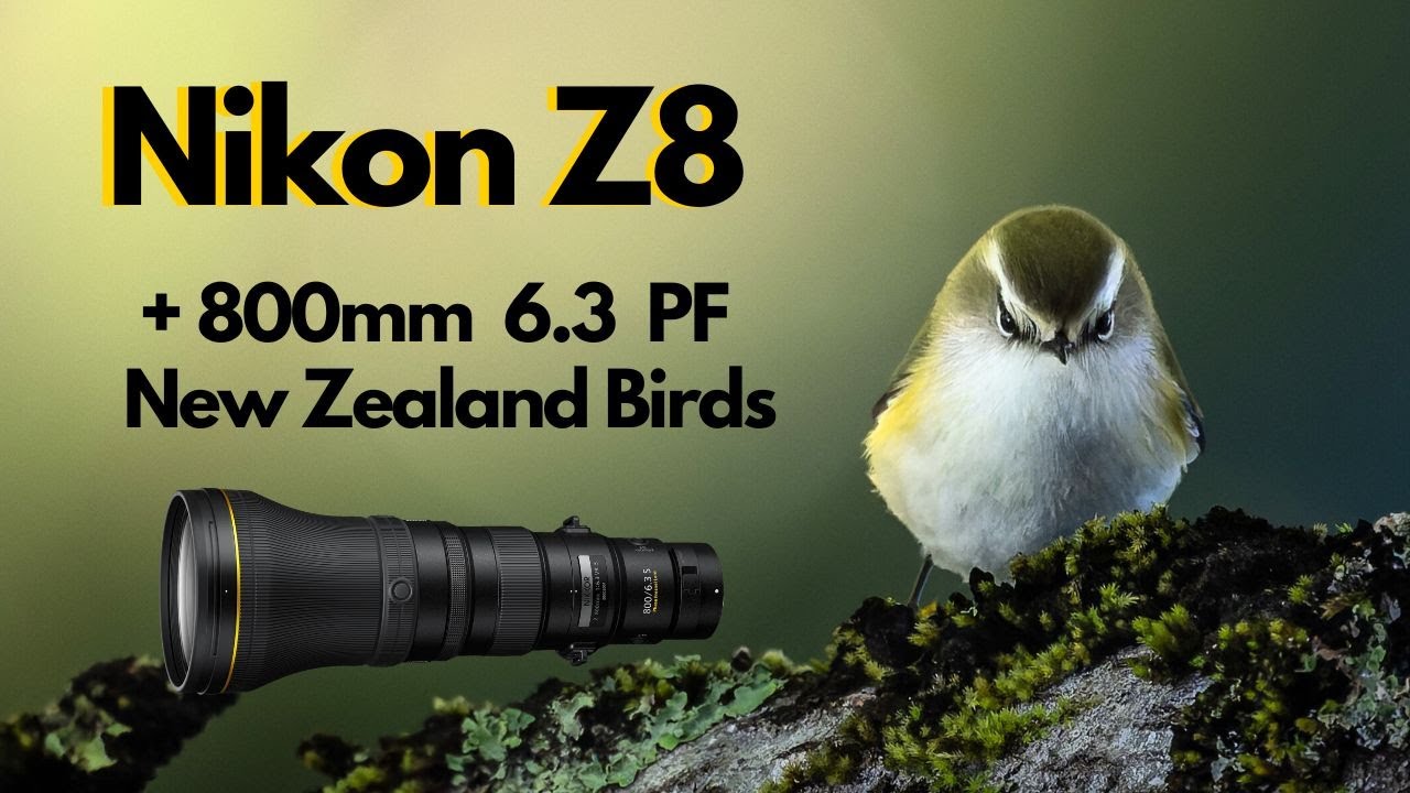 Nikon Z8 and 800mm 6.3 PF lens. LOW LIGHT. Wildlife Bird Photography - New Zealand