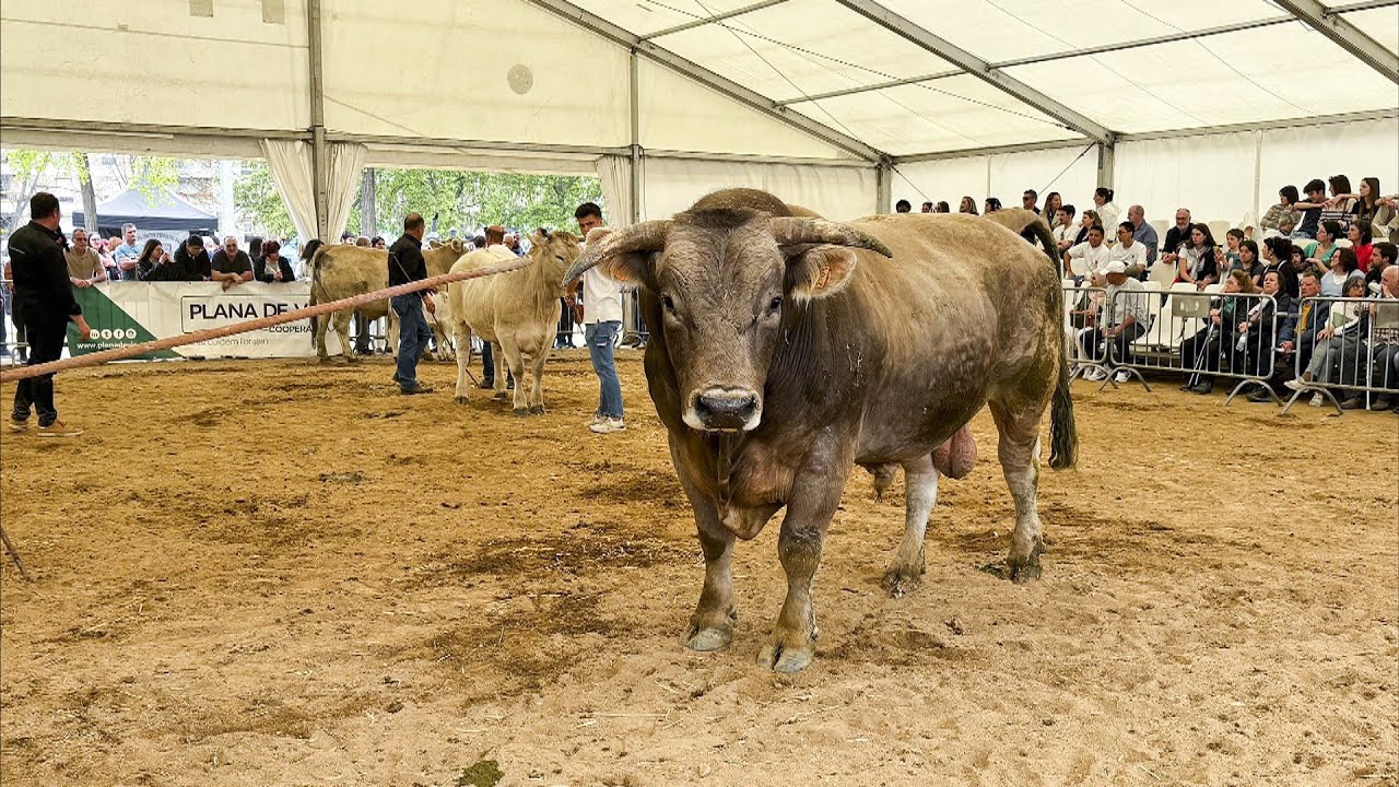 Vic celebra un Mercat del Ram multitudinari amb més bestiar i maquinària agrícola