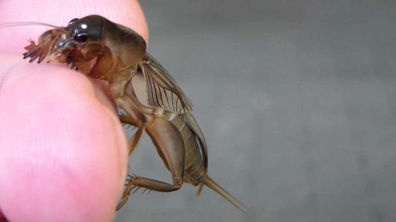 Molkrekel / Mole cricket / Gryllotalpa orientalis in Thailand