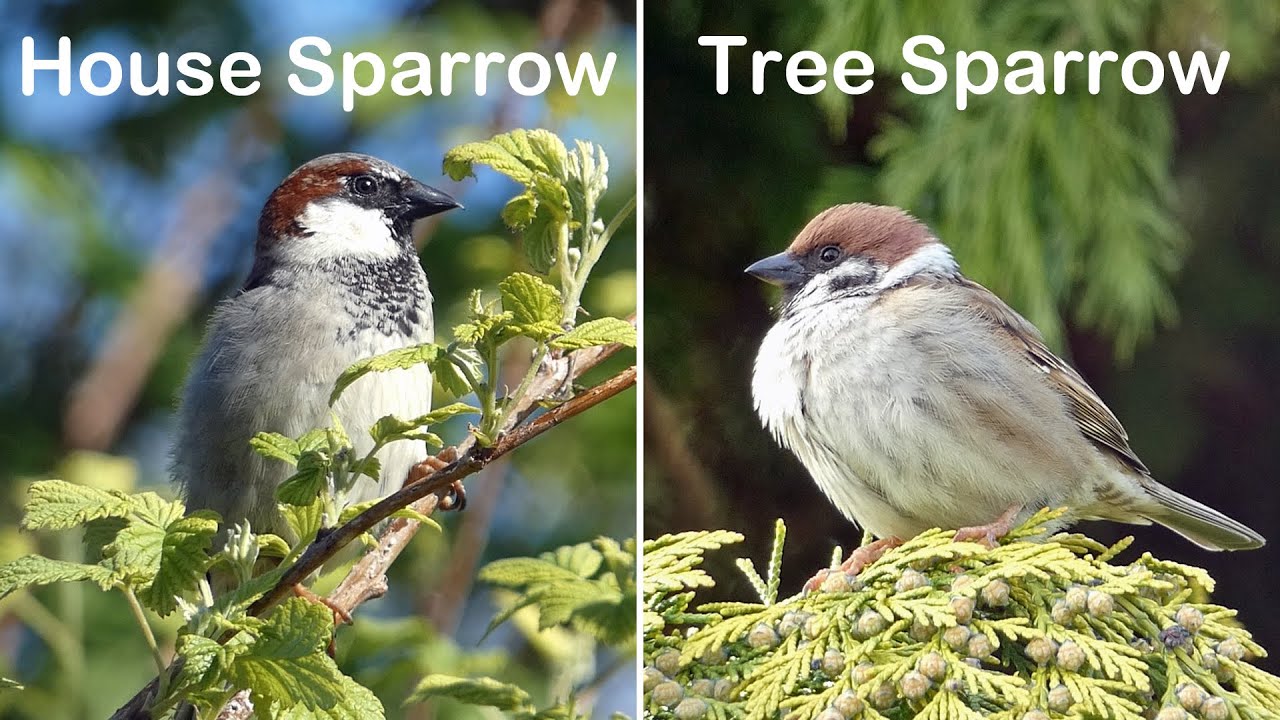 House Sparrow v Tree Sparrow | How To Tell The Difference