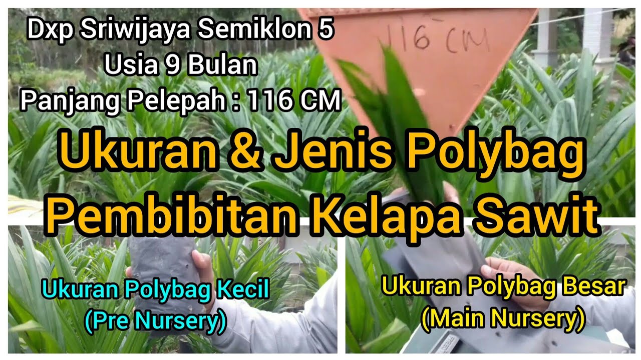 Ukuran dan jenis polybag pembibitan kelapa sawit