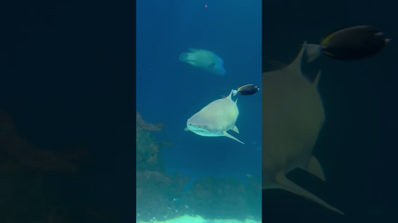 Winter Day at the Kansas City Zoo | Penguins Up Close & No Crowds ❄️🐧