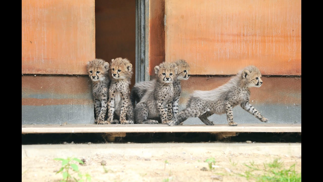 Neues vom Geparden-Nachwuchs im Zoo Rostock - update vom 25.6. 2015