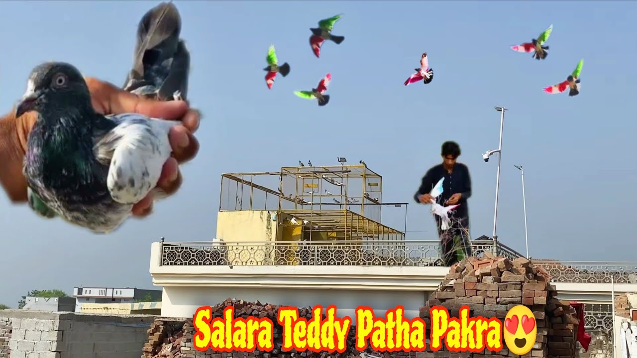 4-5 утра 🕊️ Голуби поют😂 1_Salara Patha Pakra😍