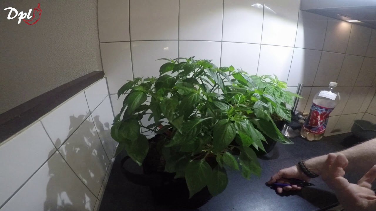 Knopjes en bloemen verwijderen bij peperplanten.
