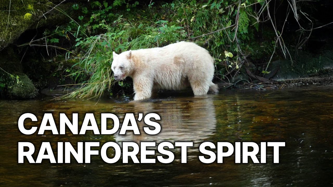 Moksgm'ol - The Quest for the Spirit Bear |Canada’s Rainforest Spirit