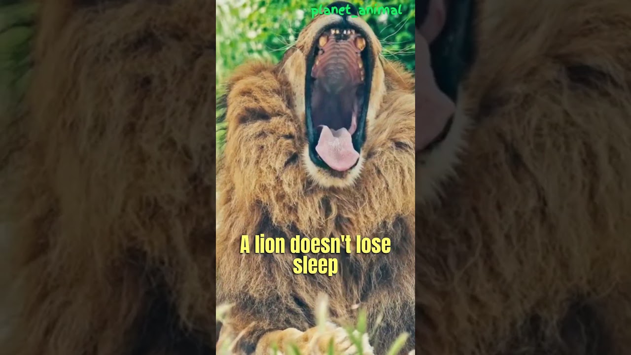 Lion doesnt loose its sleep over the opinion of the sheep | Lion | SIgma the lion King