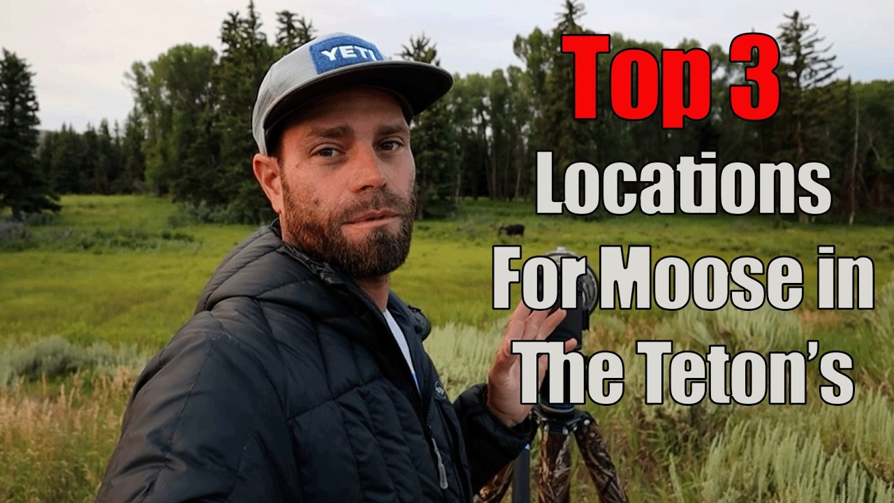 Want to photograph Bull Moose in Grand Teton. Here is the top 3 locations in Grand Teton NP