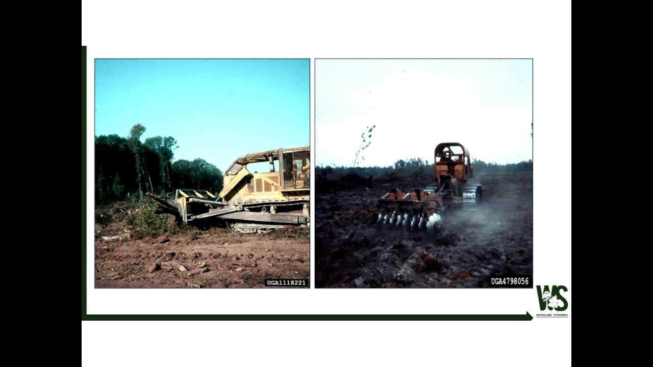Basics of pine plantation management