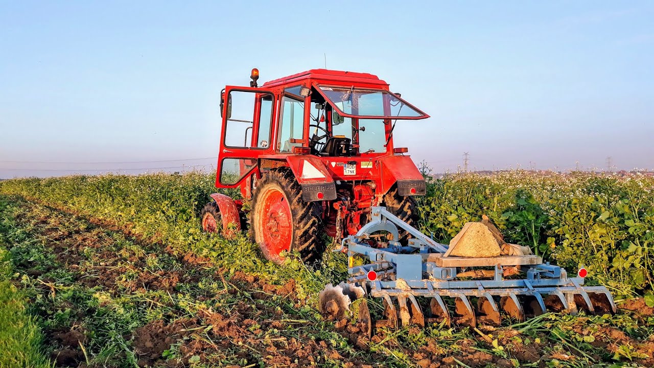 🚜Talerzowanie Poplonu 1,5m! Mtz 82 & Famarol | 2020🔥🚜
