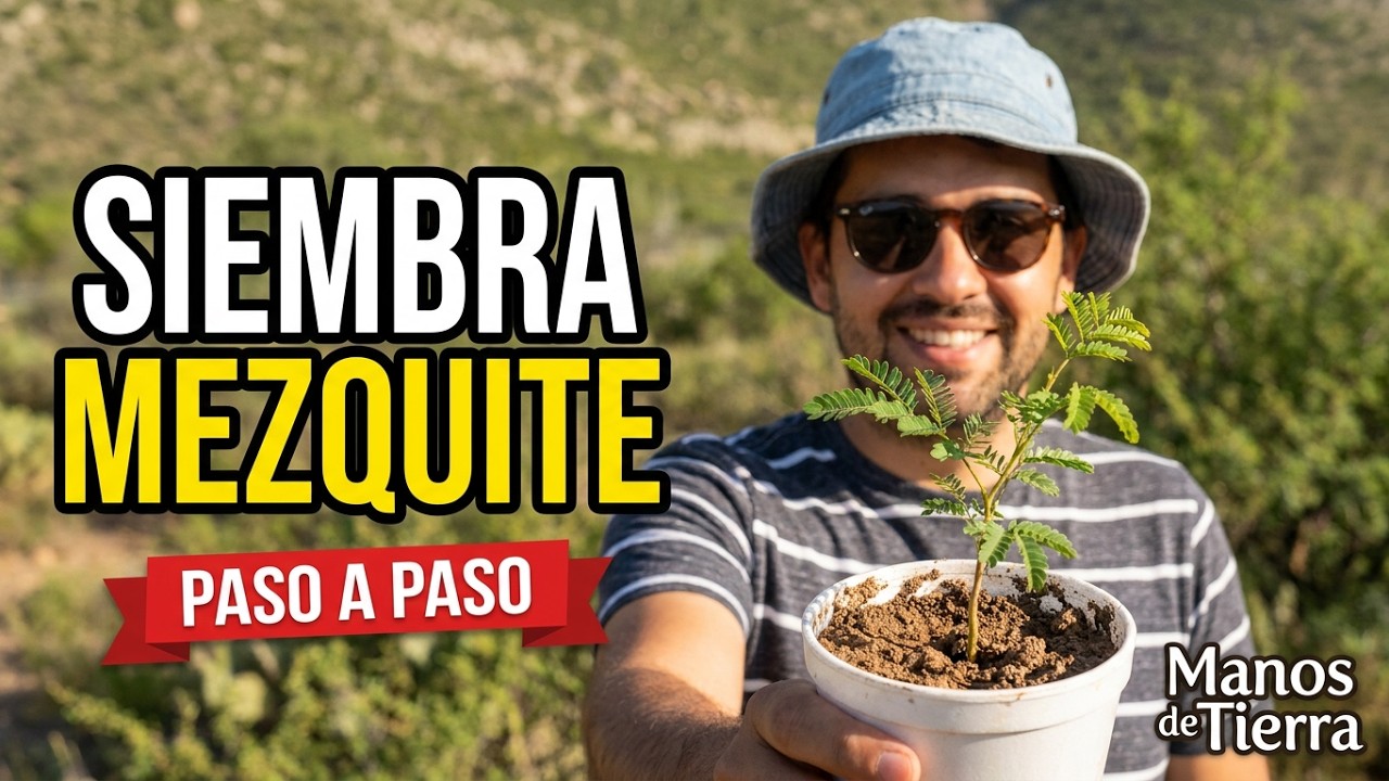 🌳¡Descubre el Secreto! Cómo Sembrar Árbol de Mezquite y Transformar Tu Jardín