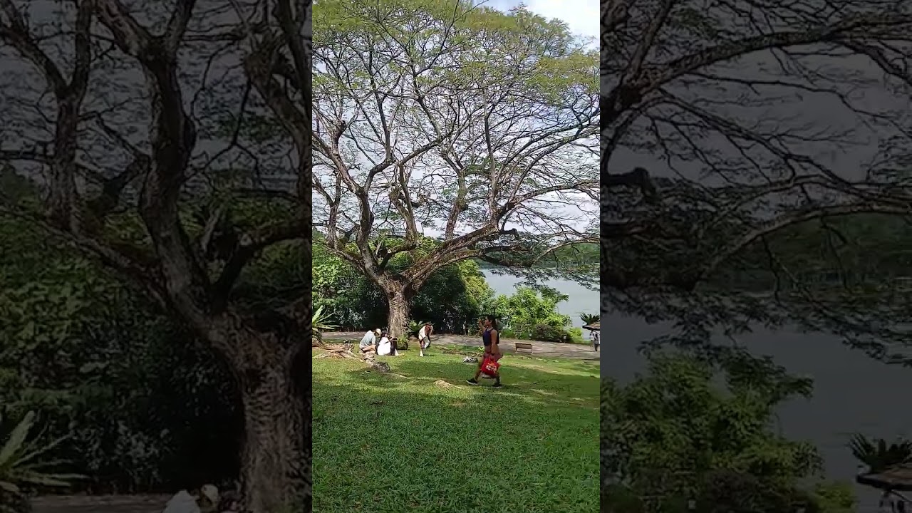 MAMASYAL TAYO SA MACRITCHIE RESERVOIR