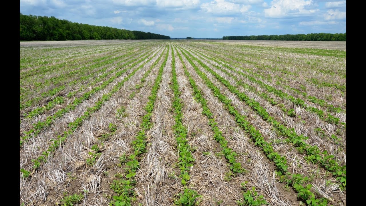 Посевы сои по  No-Till технологии. КФХ Владимира Гавриленко.