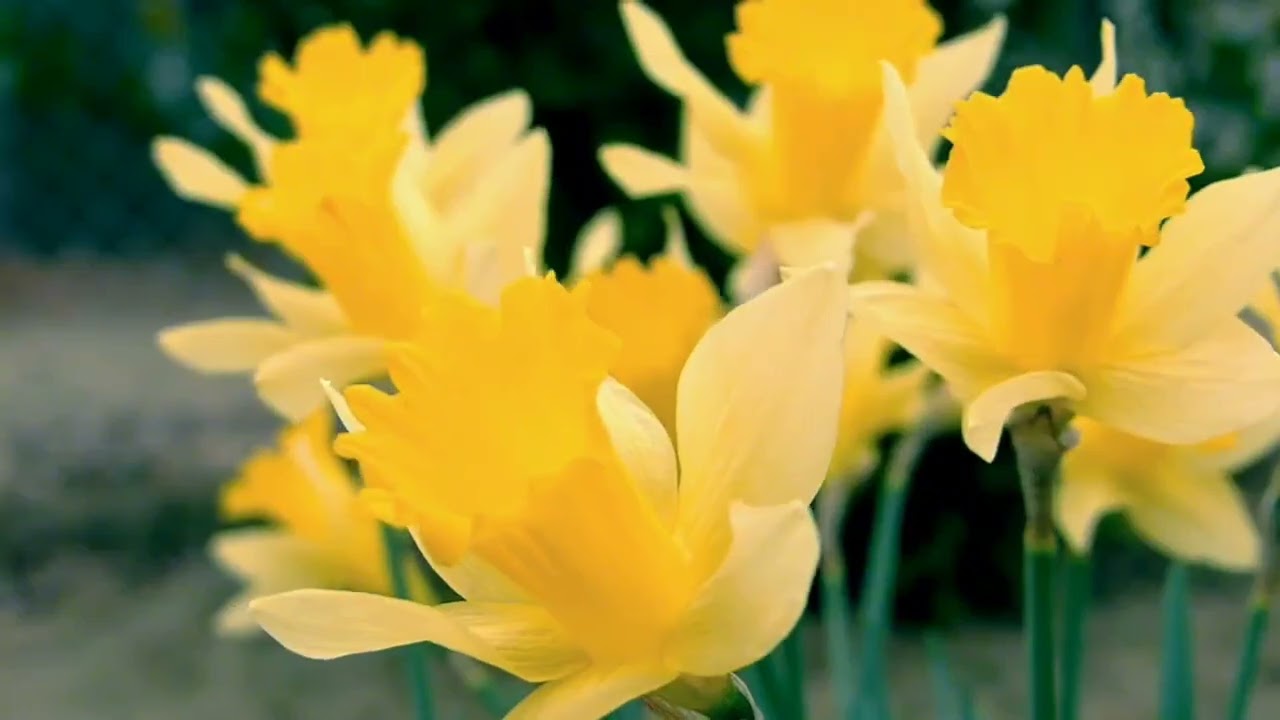 Relaxing Music for Stress Relief- Sleep Music 🌙 Calm Sounds Spring Nature 🌸  Meditation