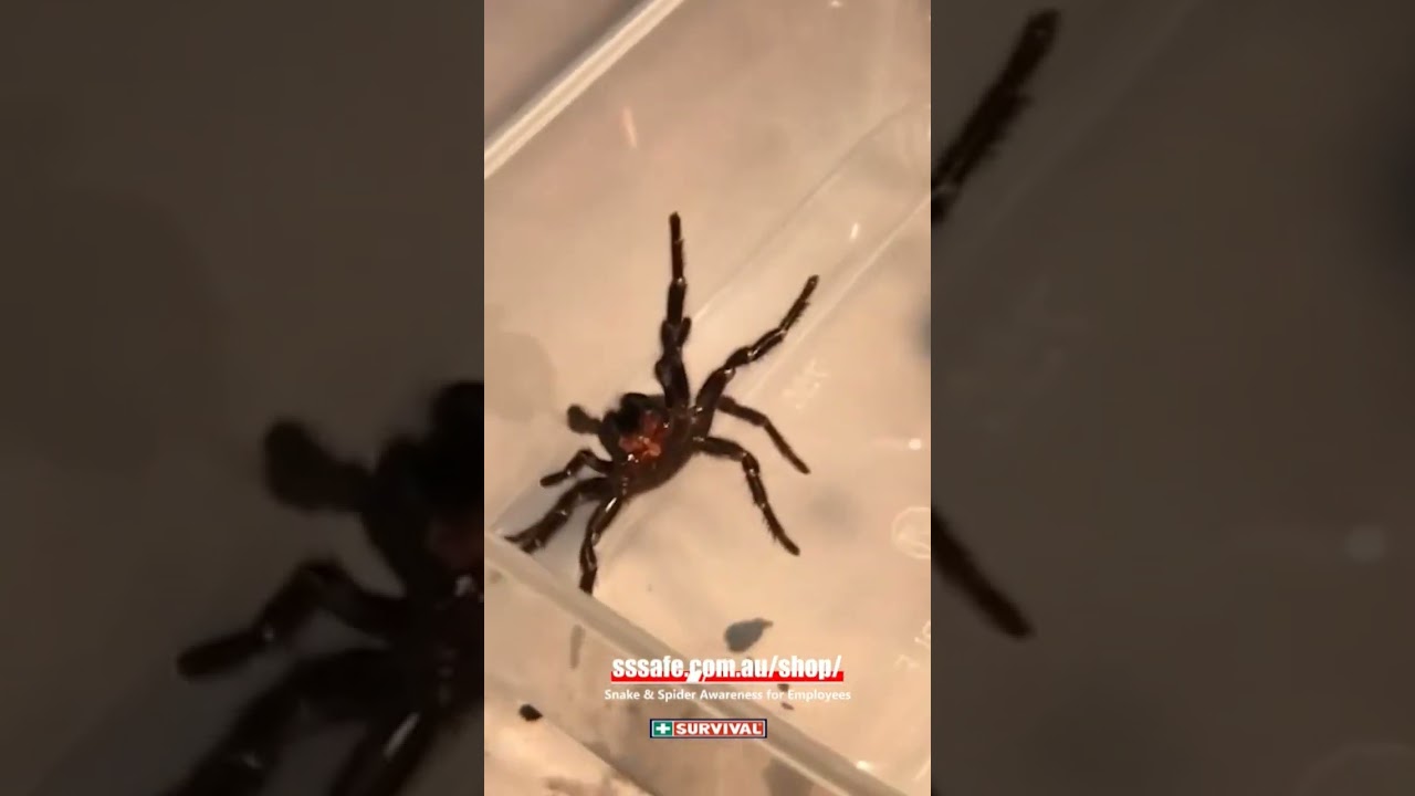 Funnel-web Spider