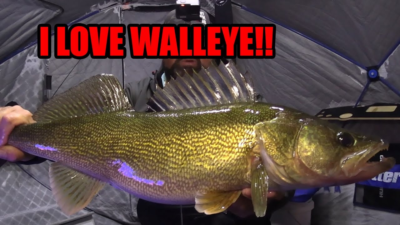 Ice Fishing Big Saskatchewan Walleye!!