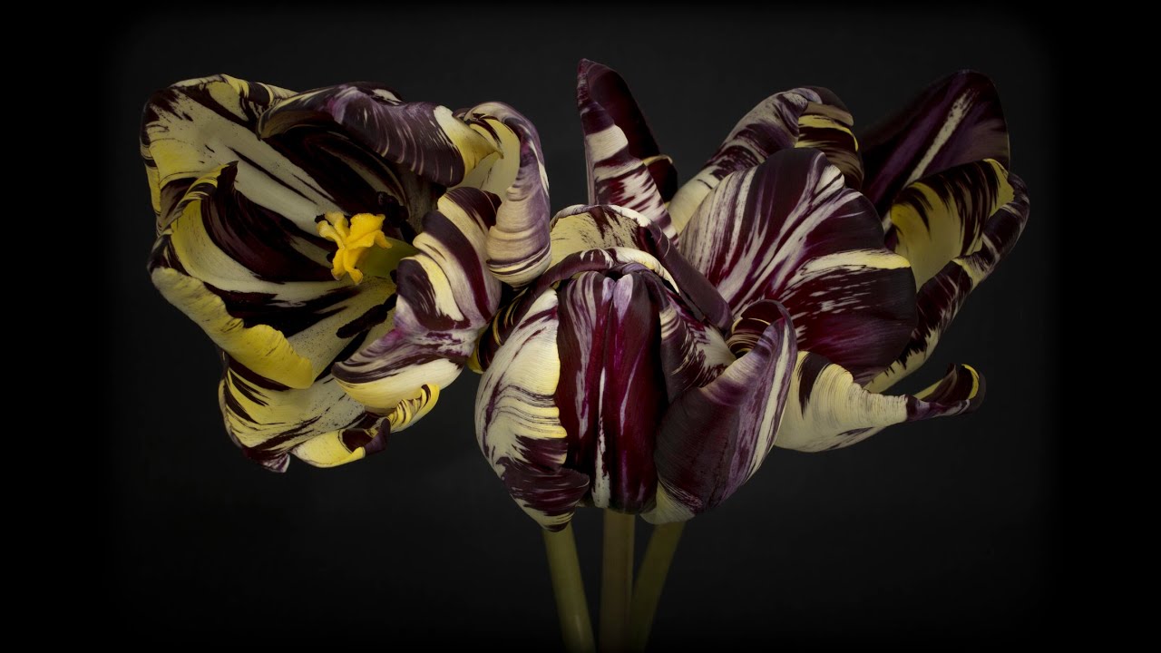 expositie REMBRANDT TULPEN-Dennis A-Tjak