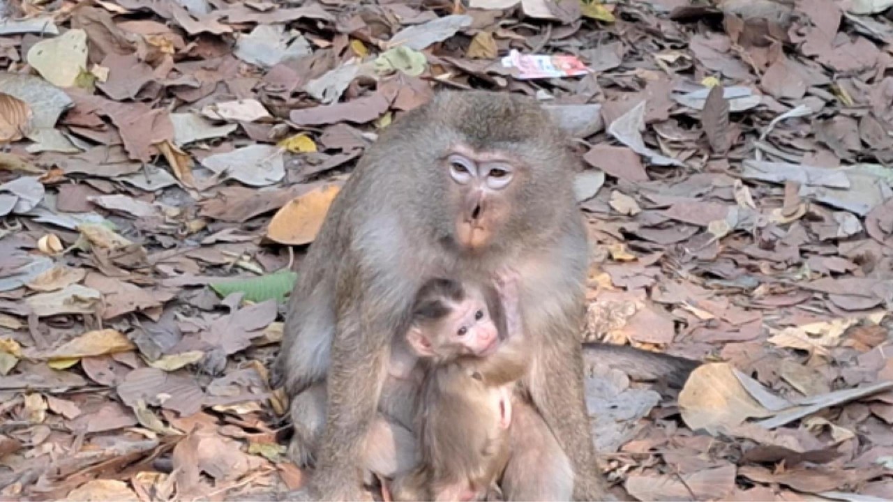 Adorable Baby Monkey in Angkor Area, #90.