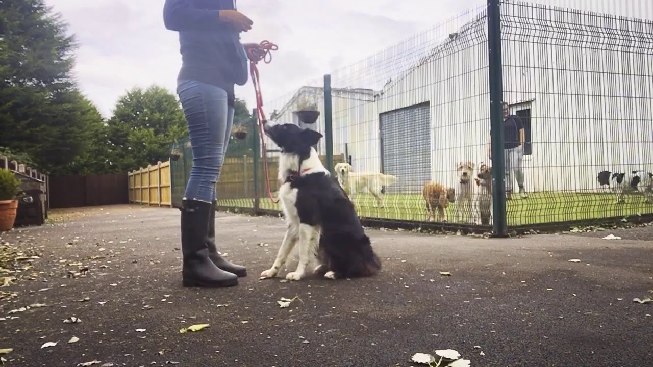 Dog Training a Reactive Border Collie