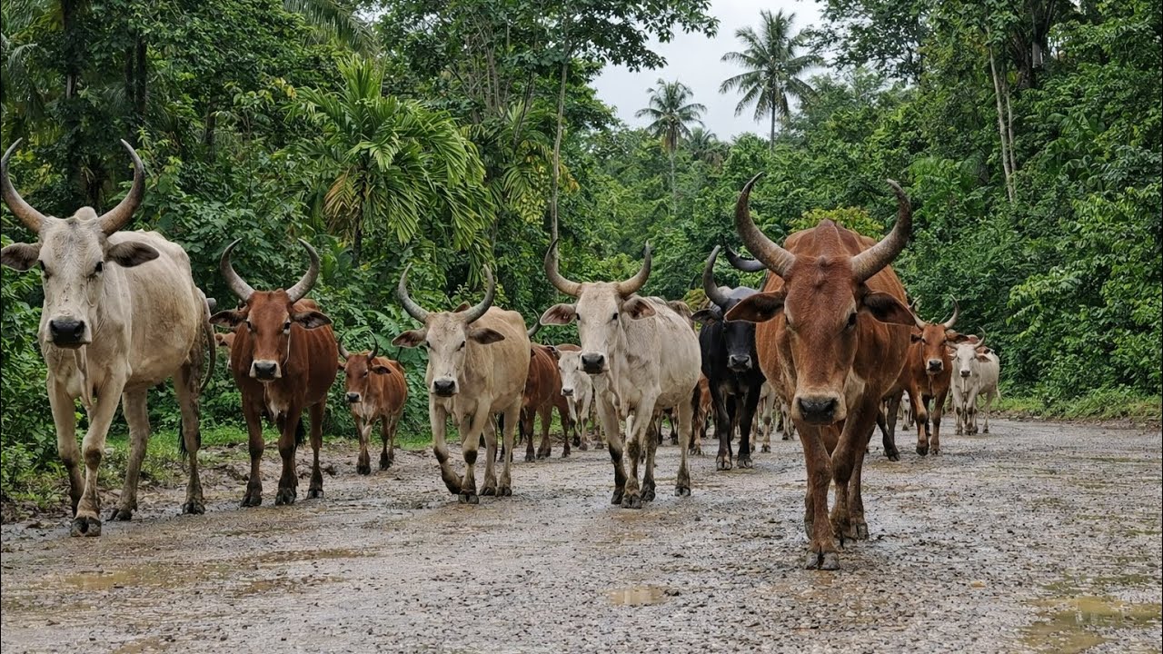 herding groups of tame cows for a walk in the morning