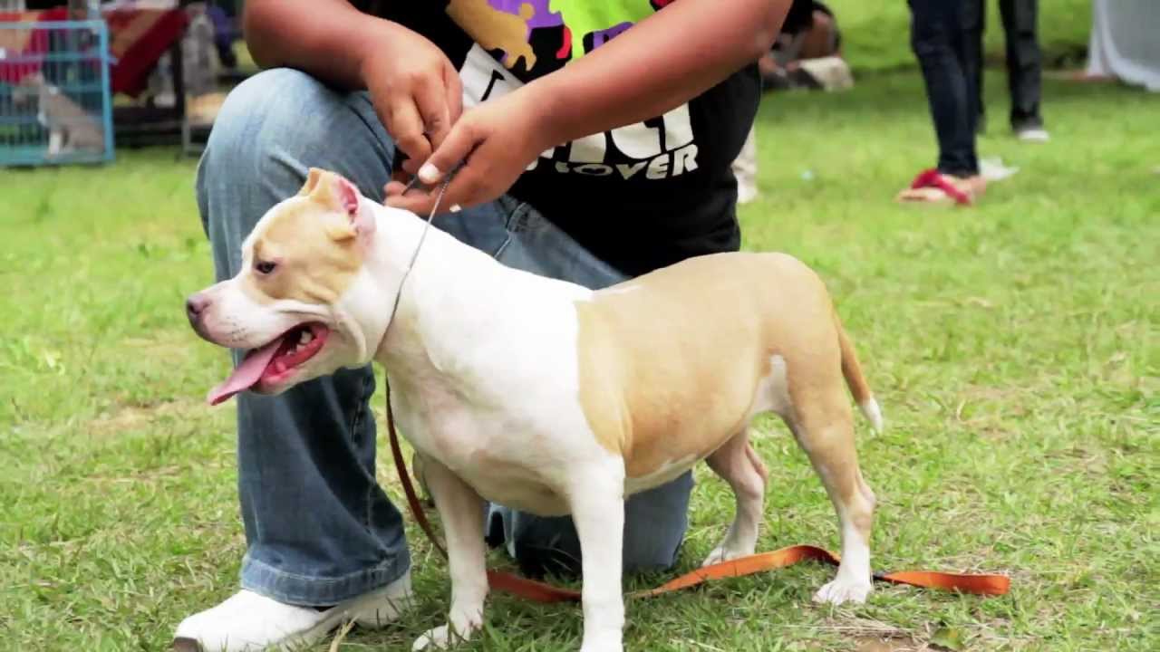 CYPRUS - INDIGO BULLIES KENNEL HD