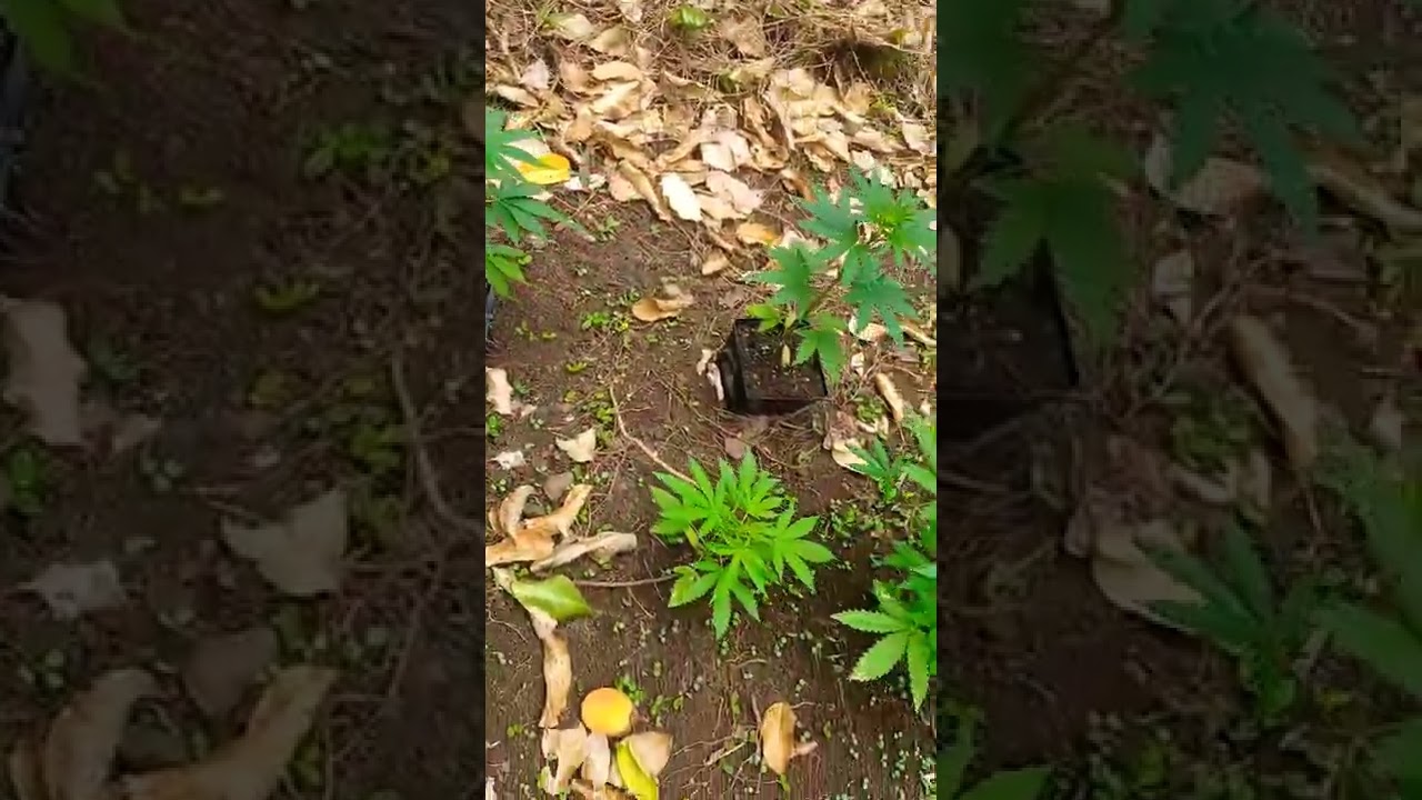 Maui Hawaii organic sun grown Cannabis plants
