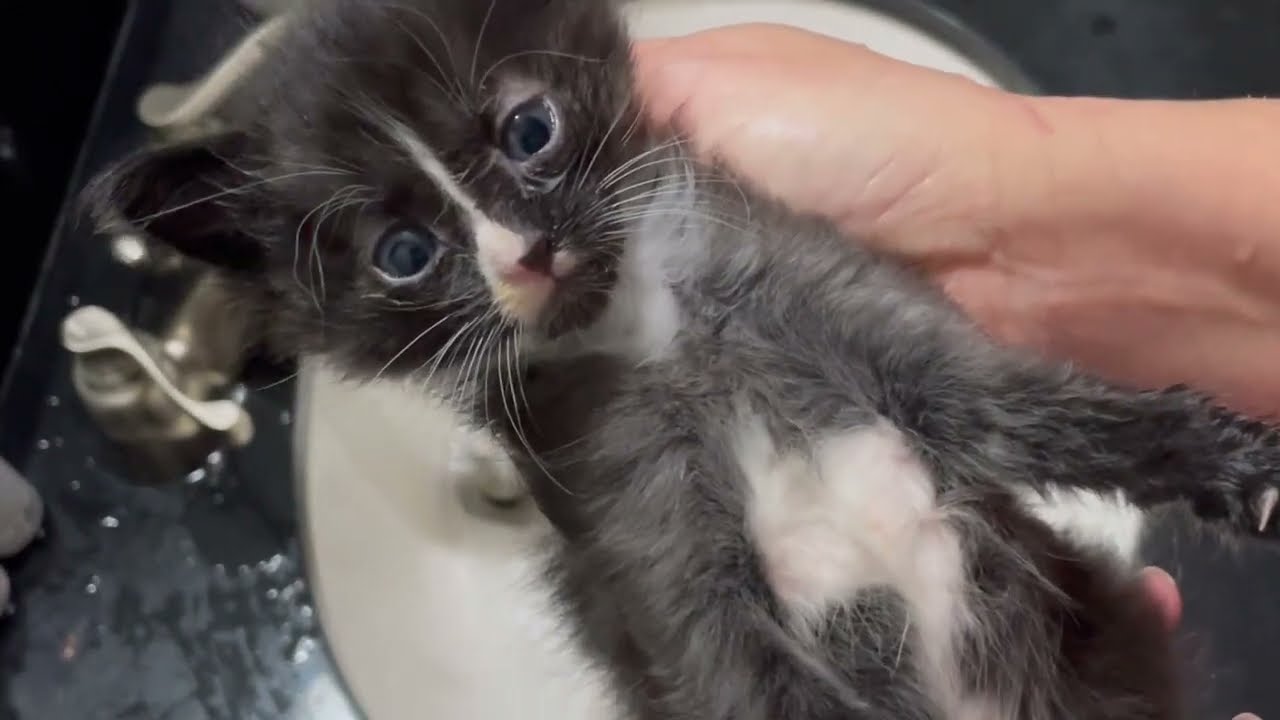 Dirty Kitten Being Brave at Bath Time and Blow Dry