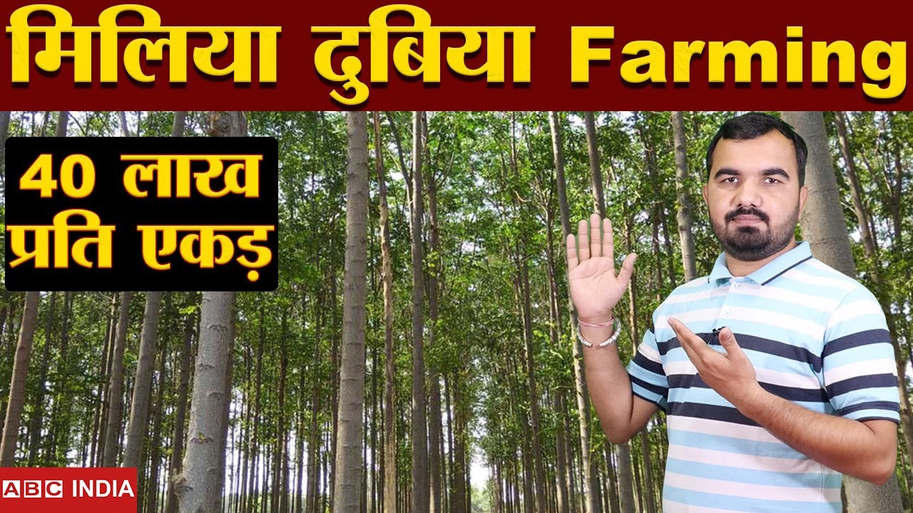 Malabar Neem Farming | 40 lakh per Acre | Melia Dubia Farming | संपूर्ण जानकारी | Profitable Farming