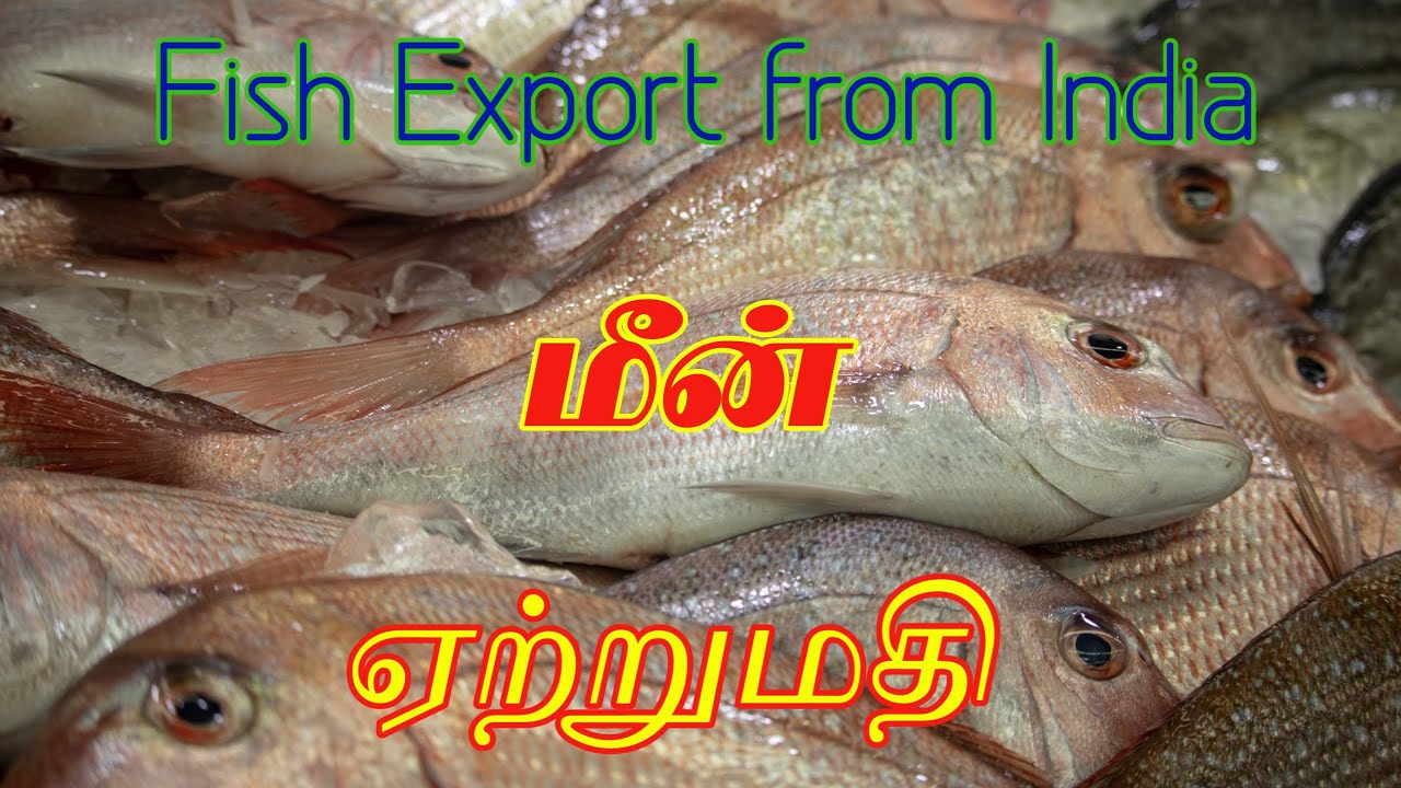 Fish export business in india | Shrimp, Fin fish, cuttle fish, Squid | Part-1 | Gokul Export