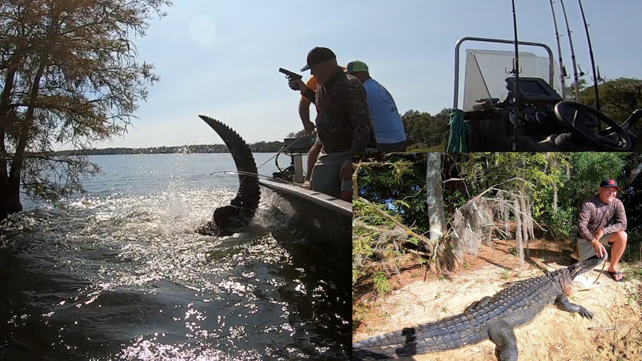 Santee alligator hunt 2022 (another big gator down)