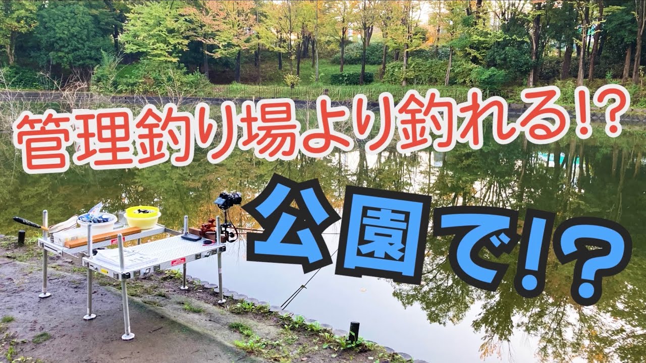 公園で　こんなに釣れて　いいのかな？【へらぶな釣り】#061 山崎公園