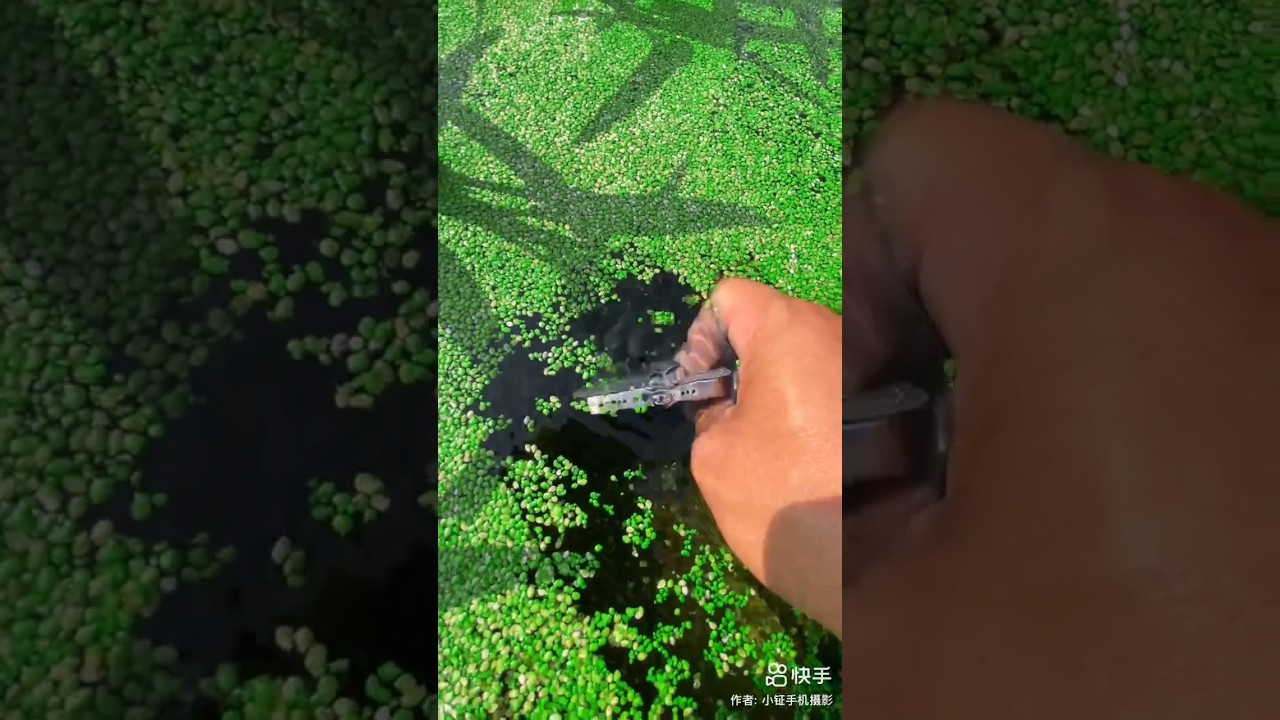 FANTASY UNDERWATER WORLD OF RICE FIELD 