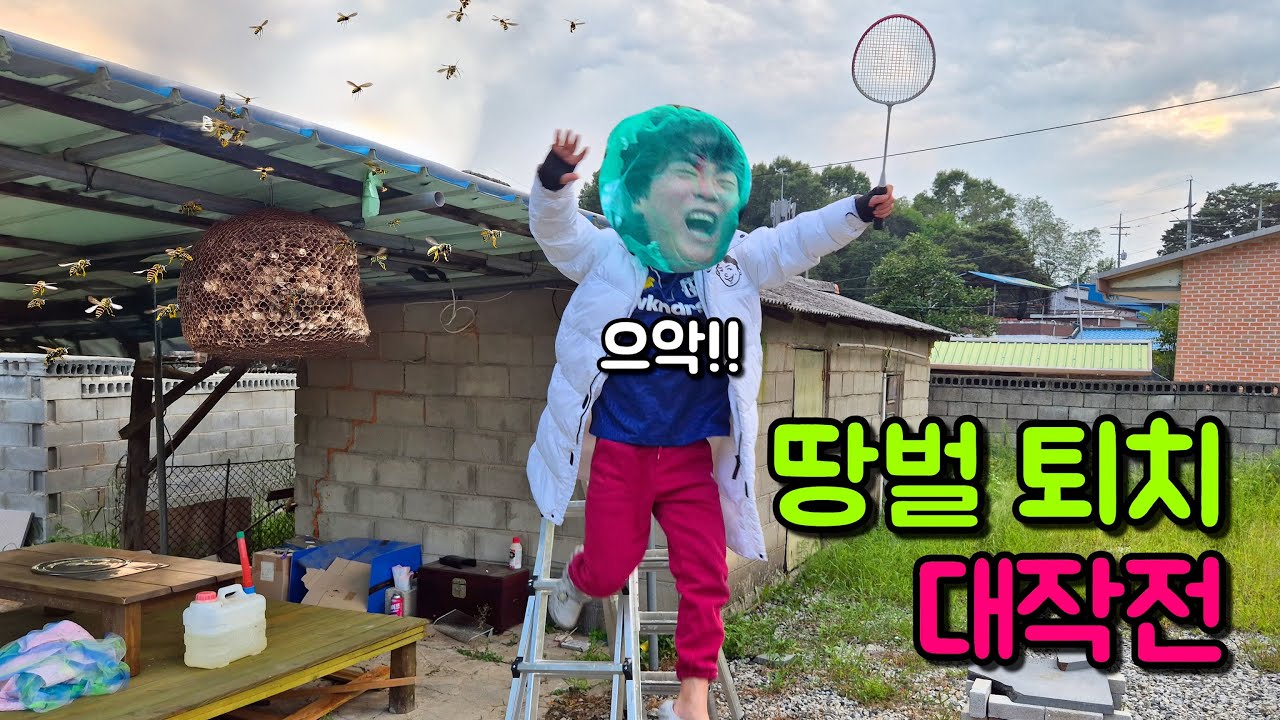 옥천 시골집이 땅벌에게 점령 당했습니다...