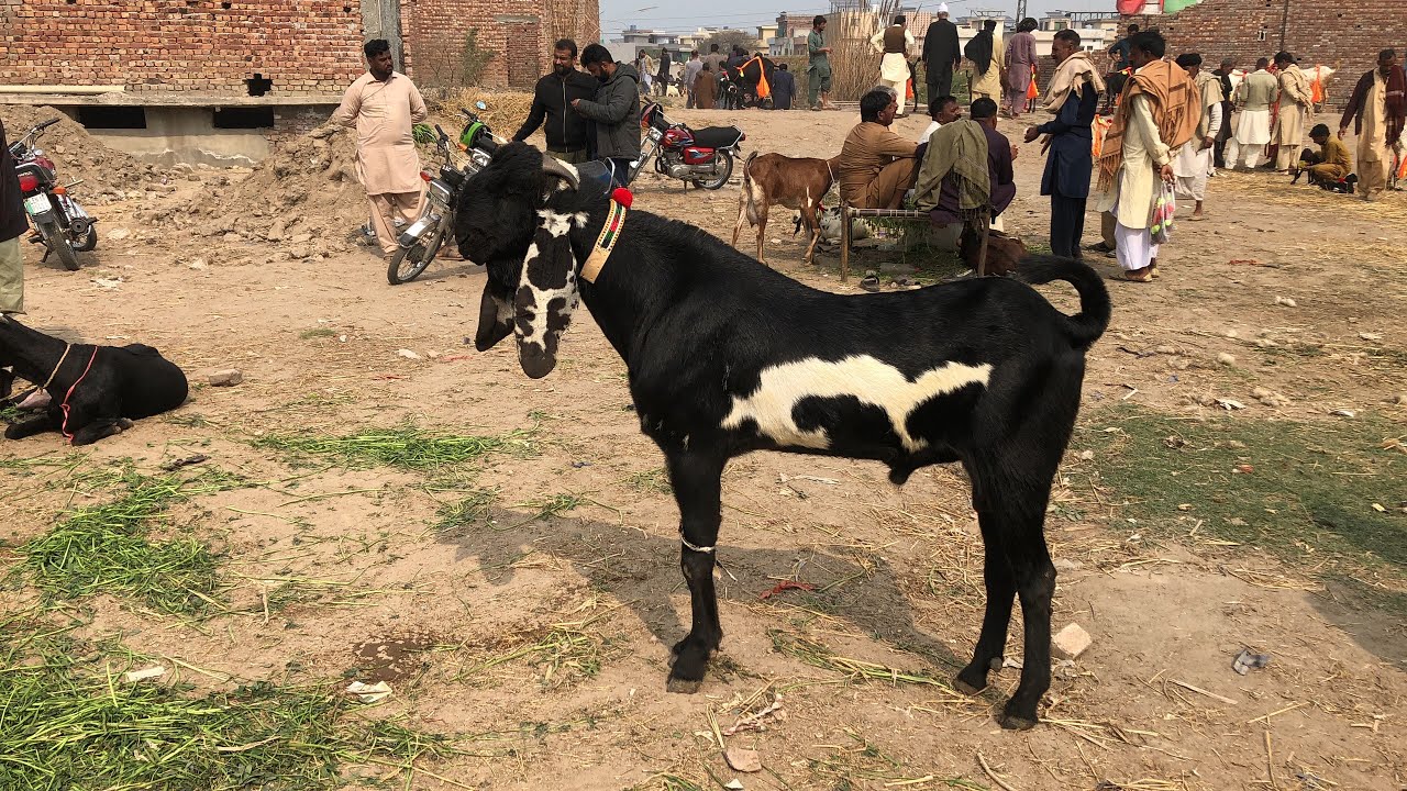 Wednesday update Amratsari beetal bakra kheera bacha hai👀full video dekhein HS GOAT FARM 🐏