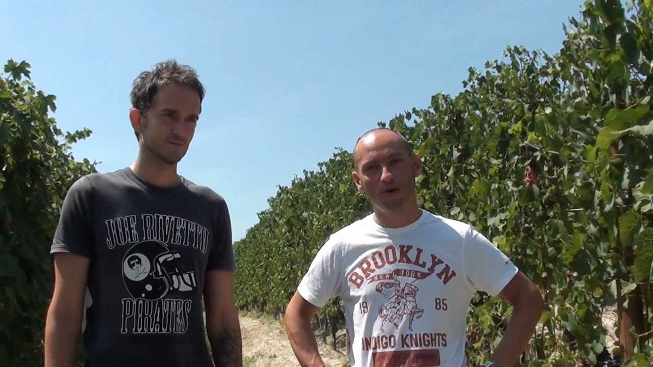 Live from the vineyard with Roberto Voerzio - puntata 5