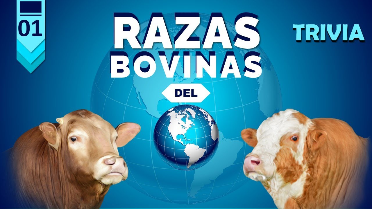 &diams;️TRIVIA&diams;️ - 🐮RAZAS BOVINAS DEL MUNDO🐮 - PARTE 1