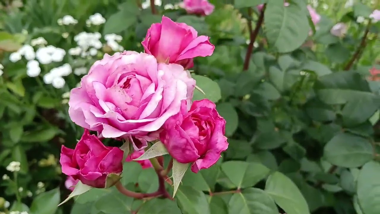 Роза Айсфогель