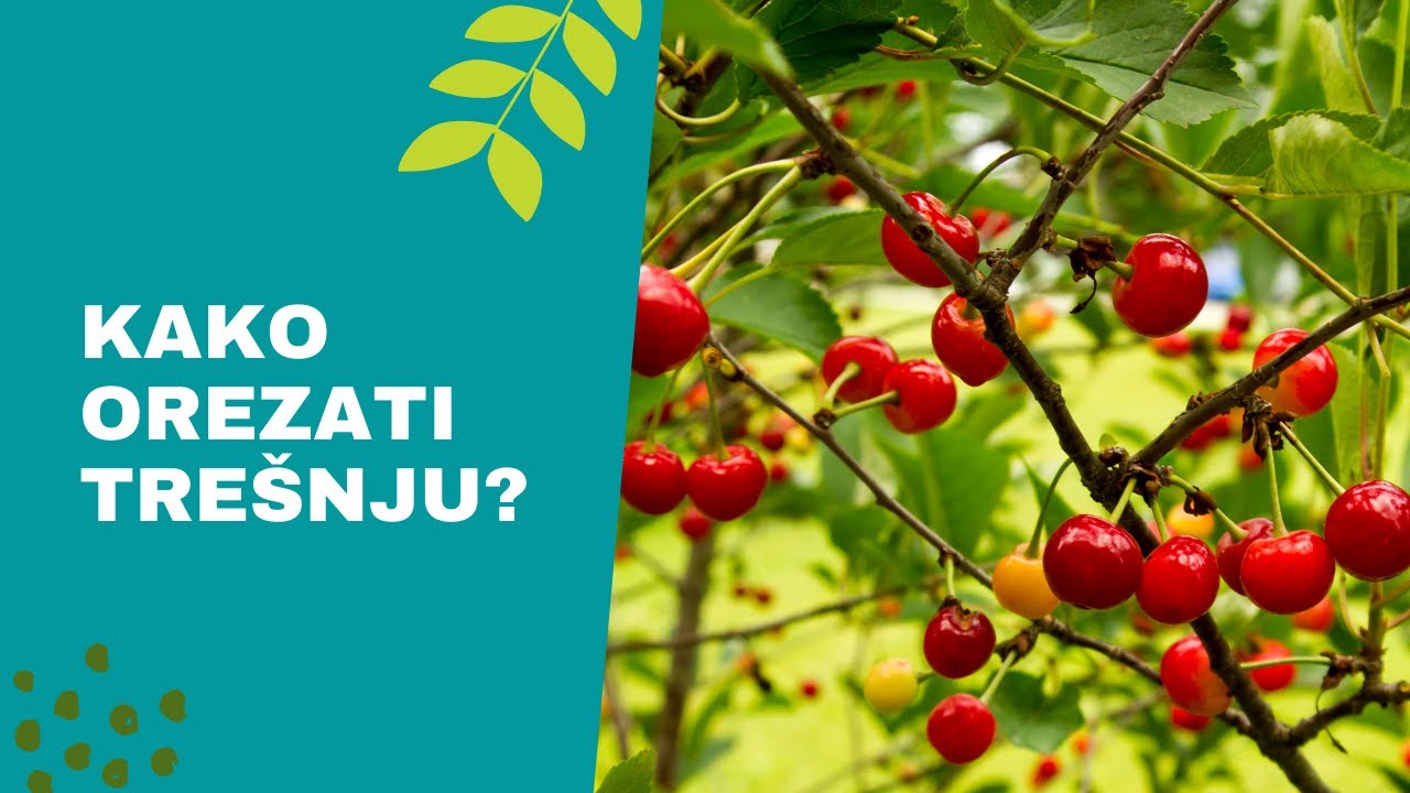 Kako Pravilno Orezati Trešnju? | Zimsko Orezivanje Voća za Početnike