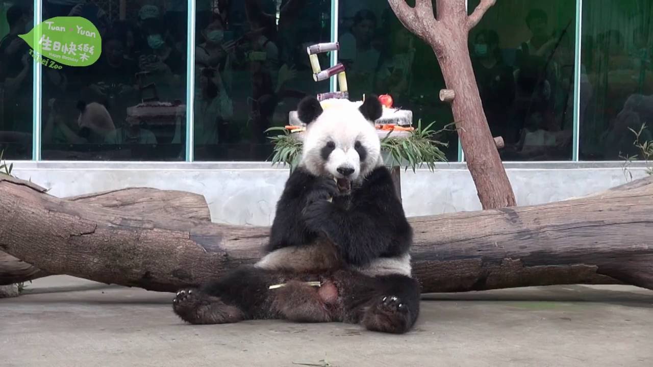 團團圓圓12歲生日快樂 Happy 12th Birthday To Giant Pandas－Tuan Tuan And Yuan Yuan
