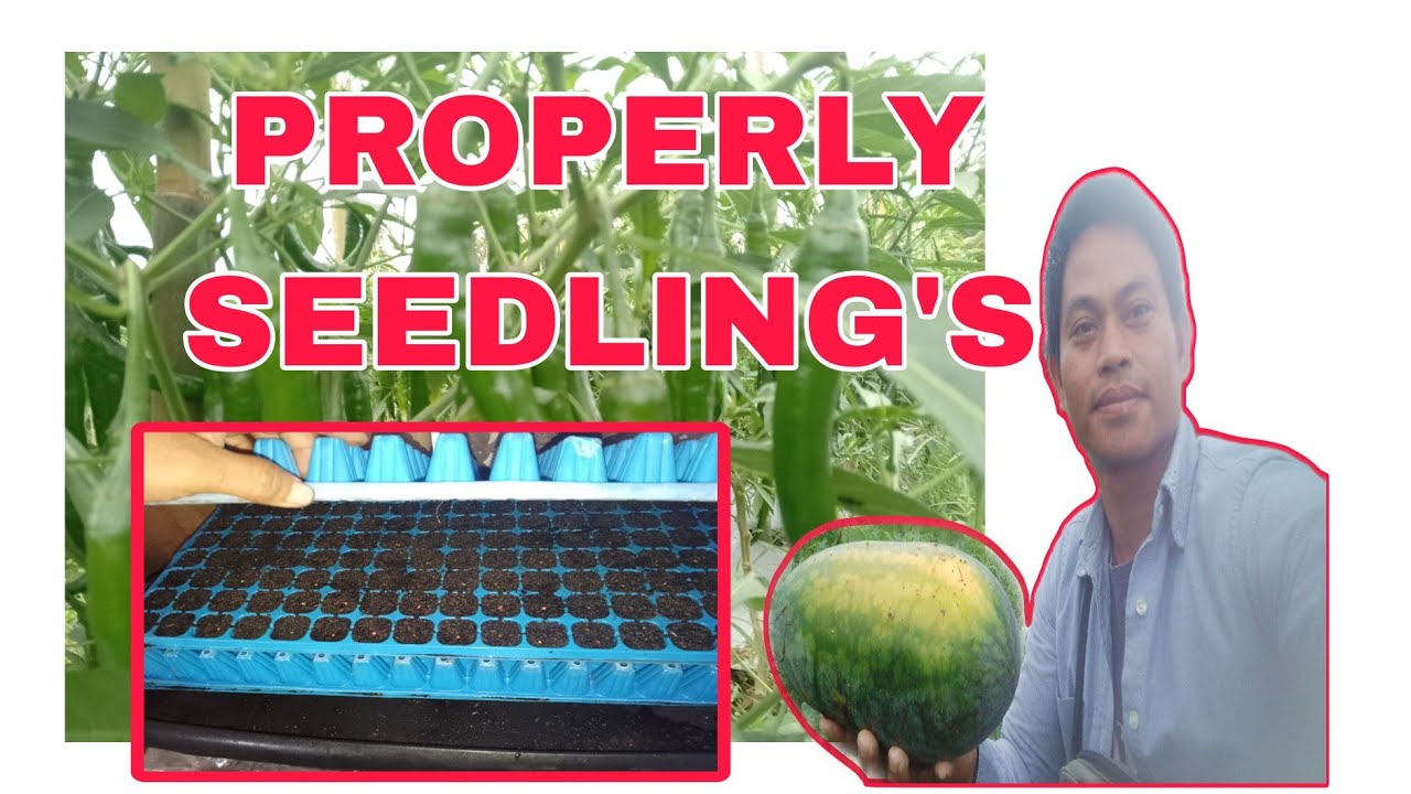 Mahalaga Ang Seedlings preparation Bago mag transfer sa garden Plot