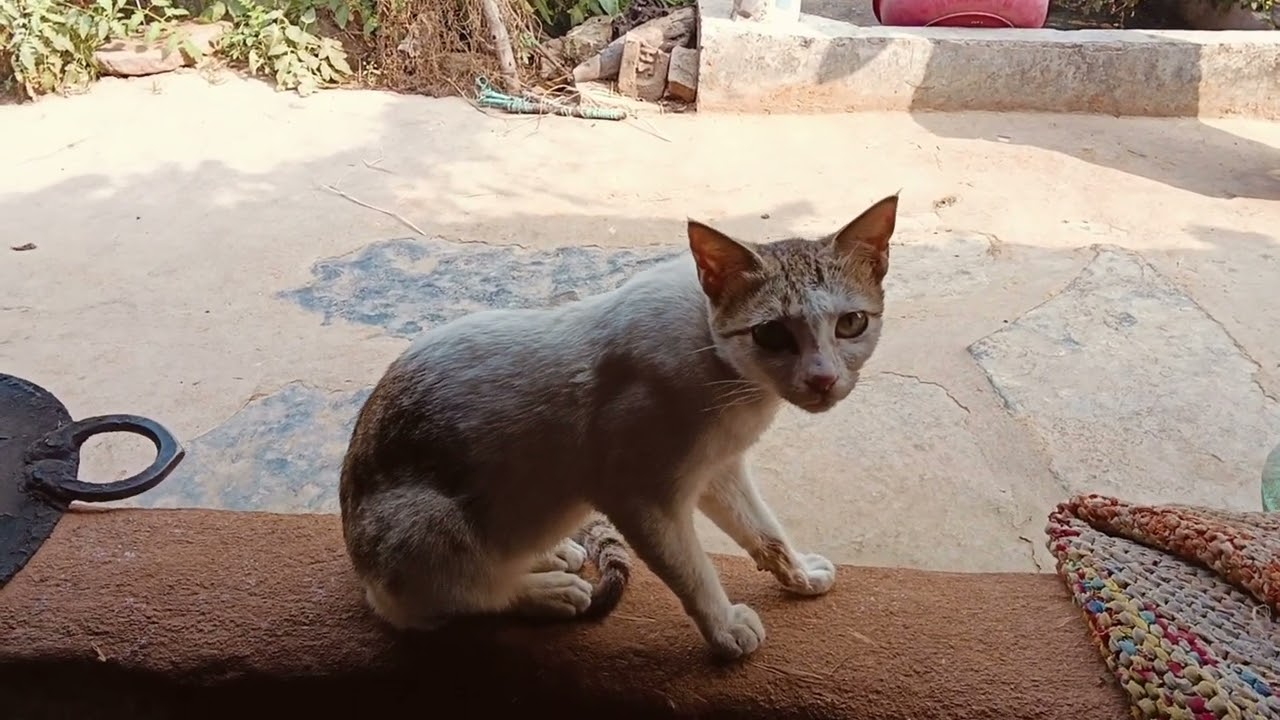 Billi ke bare me Sher ka mausi Billi #newvlogs