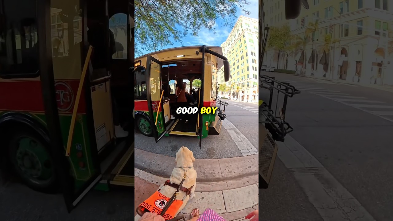 Jak m&oacute;j pies przewodnik radzi sobie z tramwajem 🦮 #transportpubliczny #niewidomy #zwierzę asystujące #piesprzewodnik #pies